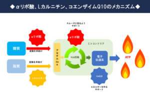 α-リポ酸、L-カルニチン、CoQ10のメカニズム