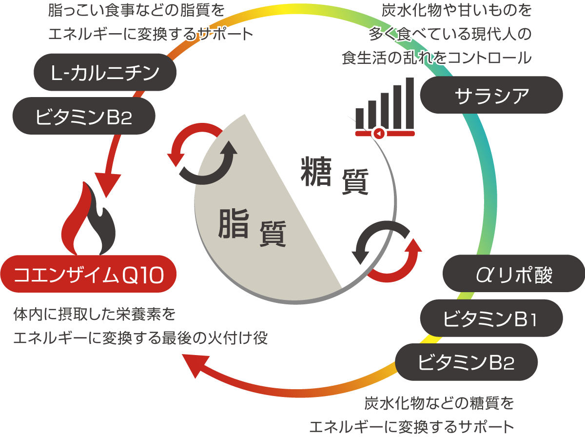 STYLE FORMULA DIET SUPPORT 効率の良いエネルギー変換の仕組み