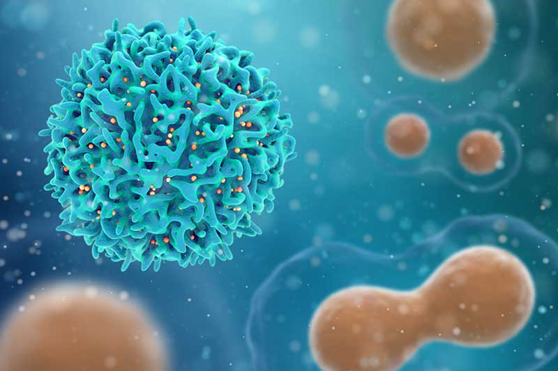 「自然免疫と獲得免疫」T細胞