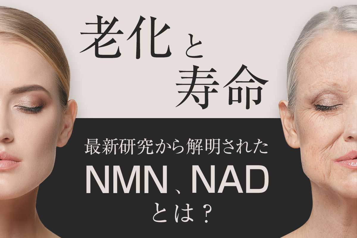 NMNとNADの作用は？寿命の最新研究で解明された物質
